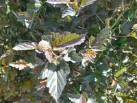 IMG_20250508_123859_1.webp