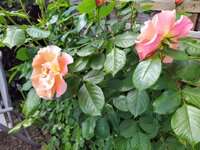 IMG_20250508_120847_1.jpg