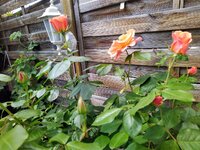 IMG_20250508_120855_1.jpg