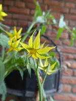 P1050418Streifenzipfel.webp