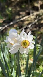 IMG_4252.jpeg
