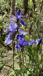 IMG_4249.jpeg