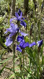 IMG_4249.jpeg