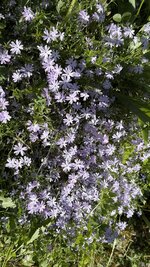 IMG_4250.jpeg