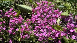 IMG_4251.jpeg