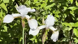 IMG_4256.jpeg