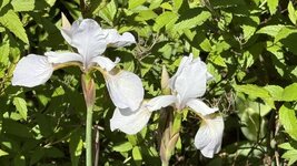 IMG_4256.jpeg