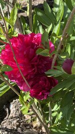 IMG_4258.jpeg
