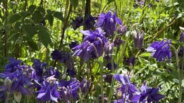 IMG_4262.jpeg