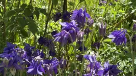 IMG_4262.jpeg