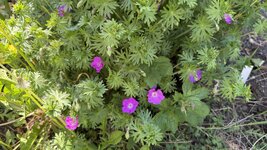 IMG_4263.jpeg