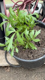 IMG_4237.jpeg