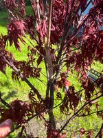 IMG-20250510-WA0009.jpg