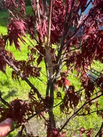 IMG-20250510-WA0009.webp