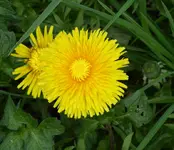 027.webp