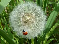 055.webp