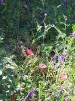 IMG_20250511_111405.jpg