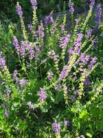 IMG_20250511_112040.jpg