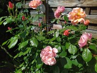 IMG_20250511_112330_1.jpg