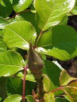 IMG_20250511_111423.jpg