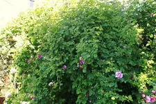 _MG_9082.webp