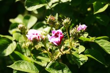 _MG_9017.JPG