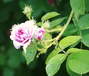 _MG_9083.webp