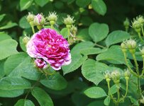 _MG_9084.JPG