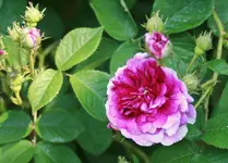 _MG_9085.webp