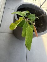 IMG_8682.jpeg