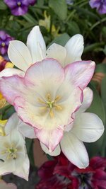 IMG_4276.jpeg