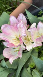 IMG_4277.jpeg