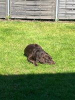 Hund1.jpg