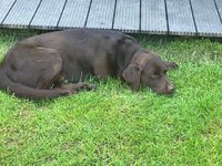 Hund2.jpg