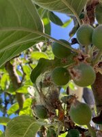 Apfel1.jpg
