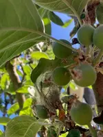 Apfel1.webp