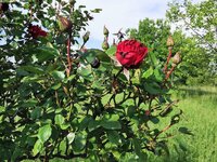 IMG_20250507_164340.jpg