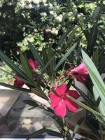 oleander.jpg