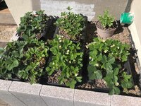IMG_2262.JPG