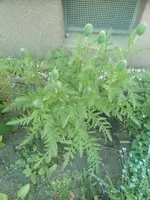 IMG_20250512_193259.webp