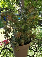 IMG_20250512_164937.jpg