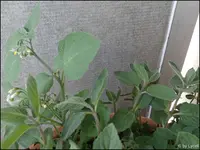 c023.webp