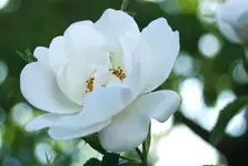 _MG_9121.webp