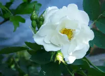 _MG_9123.webp