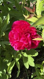 IMG_4259.jpeg