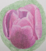 2025Tulpe2.jpg