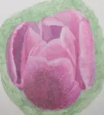 2025Tulpe2.jpg