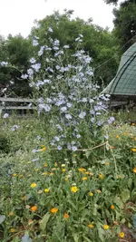 Zichorie0317.webp