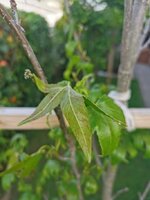 IMG_20250514_074631.jpg