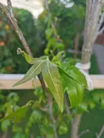 IMG_20250514_074631.webp